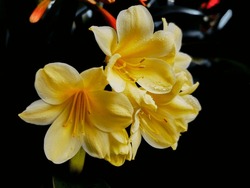 The Blooming Clivia Flower At Home