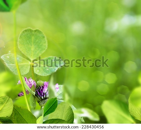 Similar – Foto Bild Blühender Klee, Natur, Makro