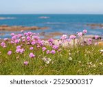 Blooming clover on a medaow at the North Sea coast of Cotentin peninsula, Normandy, France