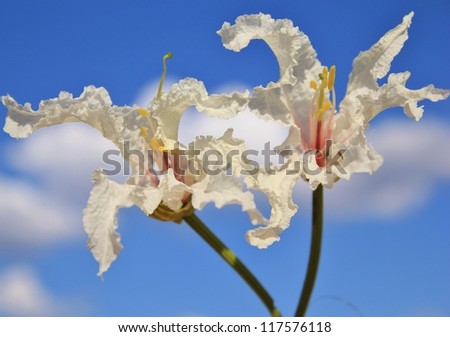 Blooming Coffee Bush flowers during African Spring Season. (Wild flowers)