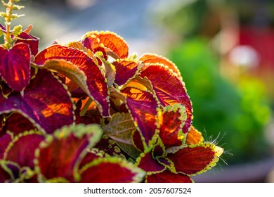 Blooming Coleus Plant In Sunlight Macro Photography. Garden Coleus Blumei Plant With Bright Red Foliage In Sunset Light Close-up Photography. Red Leaves With Yellow Edges In The Summer.