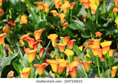 blooming colorful Calla Lily,Arum Lily,Gold Calla flowers,close-up of yellow with orange Calla Lily flowers in full bloom in the garden 
 - Shutterstock ID 2247133615