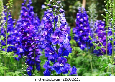 blooming colorful Delphinium,(Candle Delphinium,English Larkspur,Tall Larkspur) flowers,close-up of blue with purple Delphinium flowers blooming in the garden at a sunny day 