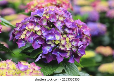 288,509 imágenes de Hortensia - Imágenes, fotos y vectores de stock |  Shutterstock