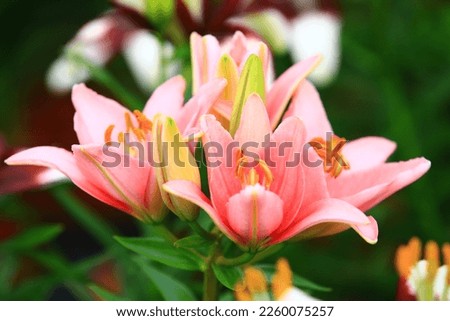 blooming colorful Oriental Lily(Fragrant Lily) flowers,close-up of pink lily flowers blooming in the garden  
