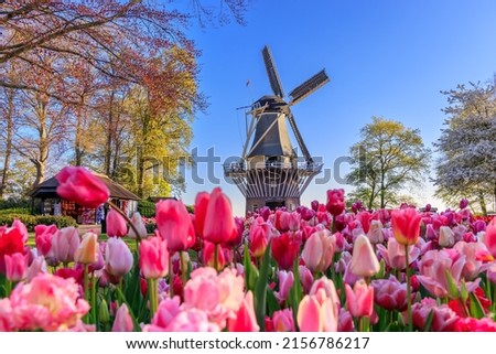 Blooming colorful tulips flowerbed at the public flower garden with windmill. Lisse, Holland, Netherlands.