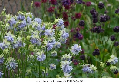 Blooming columbines, scientific name Aquilegia vulgaris