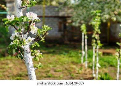 Blooming Columnar Apple Tree