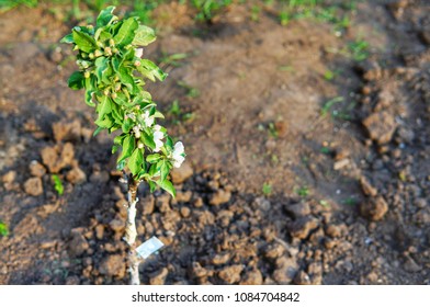 Blooming Columnar Apple Tree