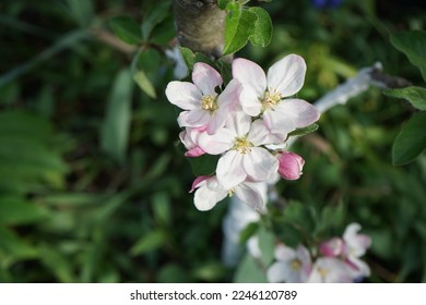 Blooming columnar apple tree, Malus domestica Ballerina 'Braeburn', in April. Malus is a genus of small deciduous trees or shrubs in the family Rosaceae. Berlin, Germany