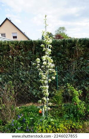 Blooming columnar pear tree, Pyrus communis 