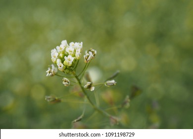 Blooming Common Shepherds Purse