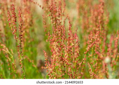 Blooming Common Sorrel In Sunny May