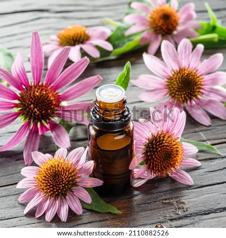 Blooming coneflower heads and bottle of echinacea oil on wooden background close-up. 