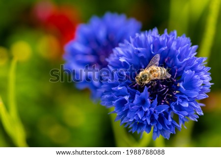 Blooming Cornflower (Cyanus segetum) with blue Petals in the evening Sunlight macro close up, known as bachelor's button. Honey bee pollinating the flower in warm evening light, taking its nectar.