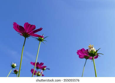 blooming cosmos flower meadow with blue sky background
