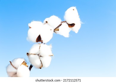 Blooming Cotton Branch Against The Blue Sky. Natural Organic Fiber, Raw Material For Making Fabric. Copy Space.