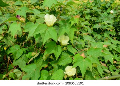 Blooming Cotton Plants Flower On A Branch In A Cotton Field. 