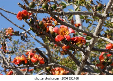 Red Silk Cotton Tree Hd Stock Images Shutterstock