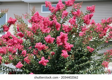 Blooming Crape Mytrle trees in a suburban backyard. These bush like trees have bright pink blooms that flower at the end of the branches in the Summer season.
