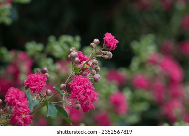 Blooming Crepe Myrtle Plant Flowers Isolated Soft Focus in Natural Garden Outdoors Landscape, Fresh Floral Magic Nature Background, Young Blossoms in Yard, Green Leaves Offshoots and Hot Pink Petals