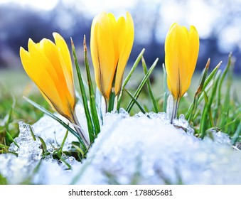 Blooming Crocuses And Snow Shooting From Ground Level With Shallow Depth Of Field 