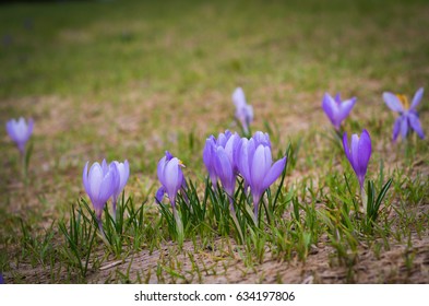 Blooming Crocuses In Spring Field. Flowers On The Ground. Crocus Sativus L.