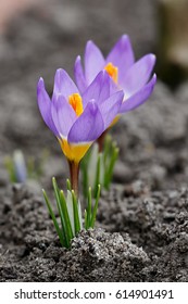 Blooming Crocuses In Spring Garden. Flowers On The Ground. Crocus Sativus L.