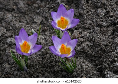 Blooming Crocuses In Spring Garden. Flowers On The Ground. Crocus Sativus L.