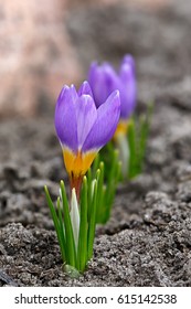 Blooming Crocuses In Spring Garden. Flowers On The Ground. Crocus Sativus L.