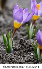 Blooming Crocuses In Spring Garden. Flowers On The Ground. Crocus Sativus L.