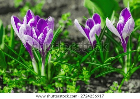 Blooming crocuses in a spring garden within the city. Macro shot of colorful flowers and petals, outdoor freshness. Still life, beauty in nature, urban environment.