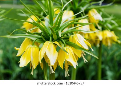 Yellow Crown Imperial Flower Garden Under Stock Photo (edit Now) 374429875