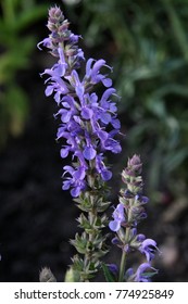 23 Salvia X Sylvestris Blauhugel Images, Stock Photos & Vectors ...