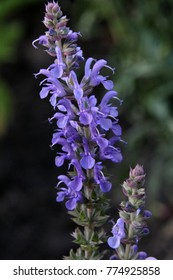 23 Salvia X Sylvestris Blauhugel Images, Stock Photos & Vectors ...