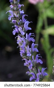 23 Salvia X Sylvestris Blauhugel Images, Stock Photos & Vectors ...