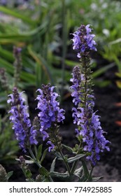 23 Salvia X Sylvestris Blauhugel Images, Stock Photos & Vectors ...