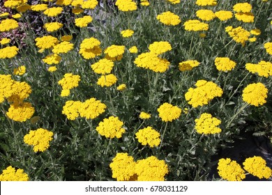 Achillea Filipendulina Coronation Gold Images Stock Photos Vectors Shutterstock