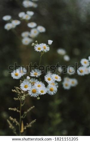 Image, Stock Photo #A0# Wildflowers