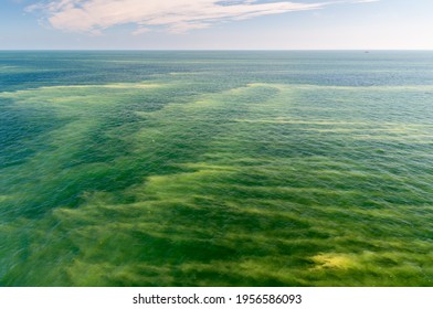 Blooming Cyanobacteria In The Baltic Sea