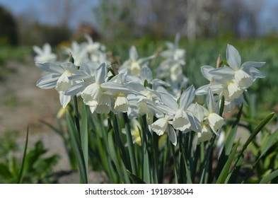 Narcissus triandrus seeds