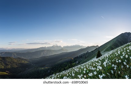 Blooming Daffodills At Mt. Golica, Karawanks.