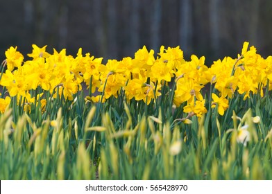Blooming daffodils against dark background; Daffodil blossoms and buds; Narcissus pseudonarcissus; Yellow spring flowers; Flower bed with jonquils; Happy Easter
