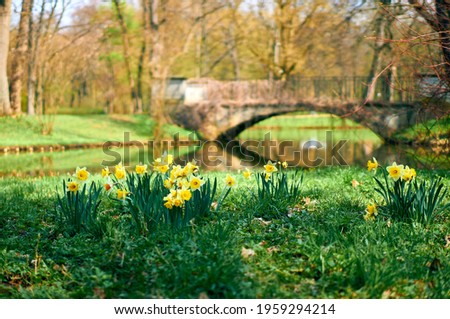 Blooming daffodils with a bridge in the background in the Royal Bath Park (Lazienki Krolewskie) in Warsaw