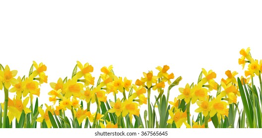 Blooming Daffodils Isolated On White Background