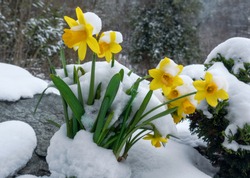 Blooming Daffodils In The Snow In A Garden