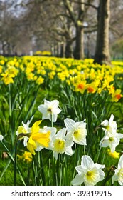 Blooming daffodils in St James's Park in London