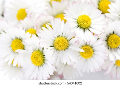 blooming daisies