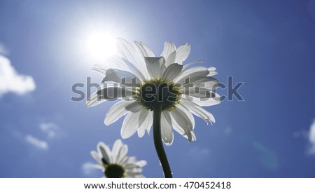 Similar – Gänseblümchen-Wald Blume