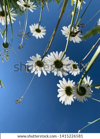 Similar – Gänseblümchen-Wald Blume